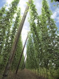 Fungizide Hopfen Tabak Fungizide gegen Pilse und Pilzkrankheiten im Hopfen und Tabak An
