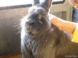 Stallhygiene bei Kaninchen und Hasen