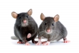 Giftweizen gegen Ratten und Mäuse zur Schädlingsbekämpfung