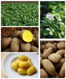 Kartoffeln pflanzen - Pflanzkartoffeln und Saatkartoffeln online bestellen