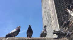 Taubenabwehr und Taubenfrei Wie schaden uns Tauben und was hilft gegen eine Taubenplage?