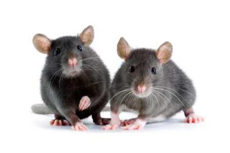 Rattenfalle mit ausgelegten Rattenköder im Kellerbereich für die Rattenbekämpfung