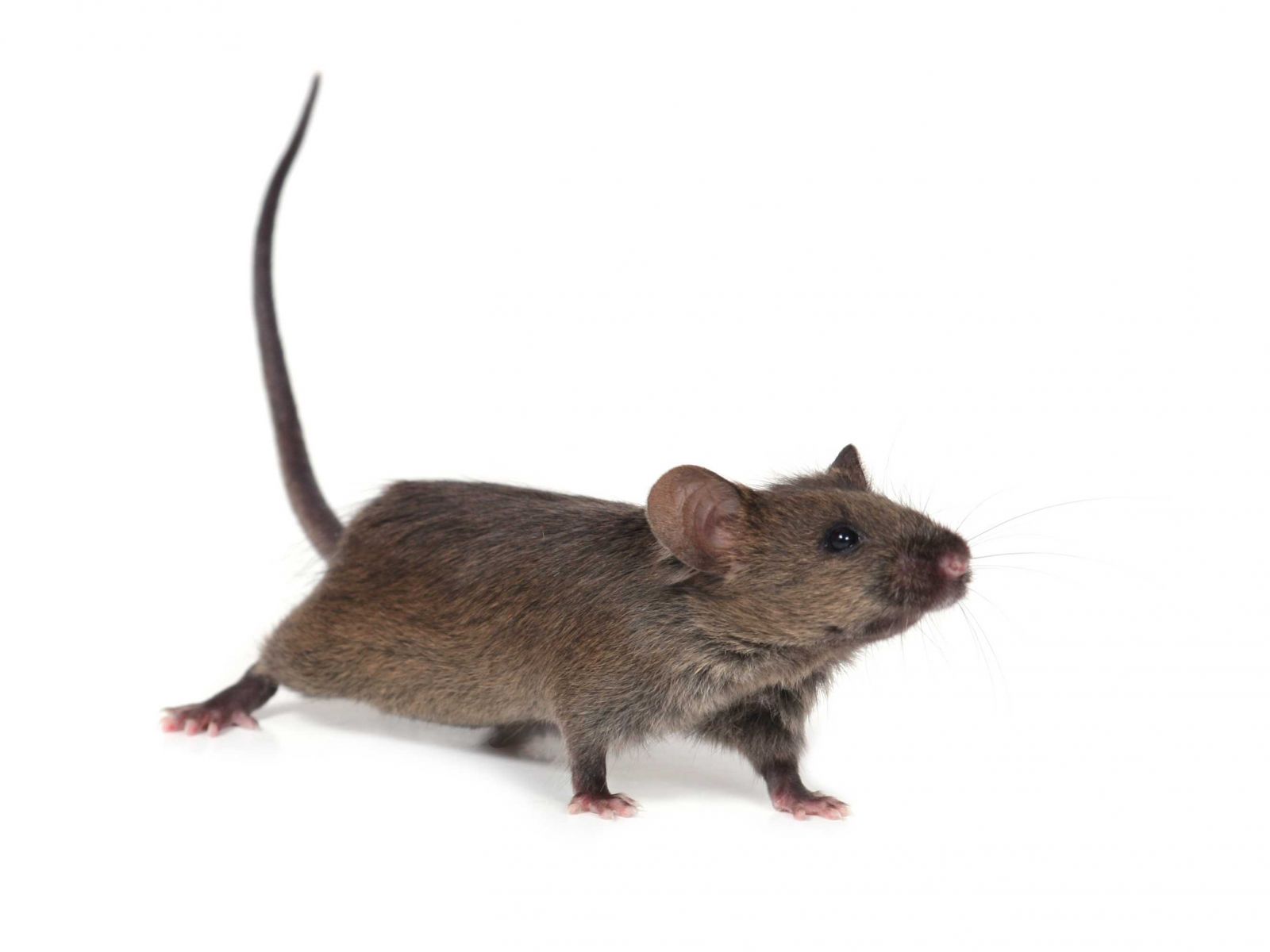 Spuren von Ratten im Haus