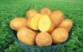 Pflanzkartoffeln und Saatkartoffeln der Sorte Adretta
