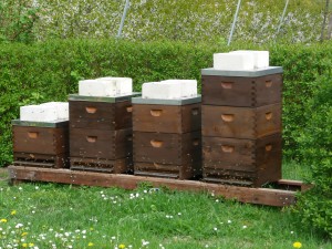Bienen Pflanzenschutz Unkrautvernichter 