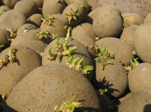 Dieses Vorkeimen der Pflanzkartoffeln kann bei Frühen Sorten bereits 4 bis 5 Wochen vor der Pflanzung im eigenen Garten erfolgen. Die auserwählte Pflanzkartoffel wird in eine Holzstiege gelegt und in einen relativ hellen Raum untergebracht. Eine Keimtemperatur von 12°C bis etwa 15°C ist beim Vorkeimen der Pflanzkartoffeln zu empfehlen. Durch diese Licht und Temperatur Verhältnisse werden in der Pflanzkartoffel Enzymatische Prozesse in Gang gesetzt die das Vorkeimen aktivieren. 