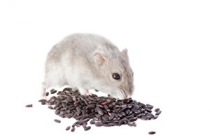 Rattengift Mäusegift
