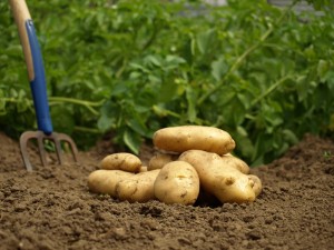 Kartoffeln im Garten anbauen