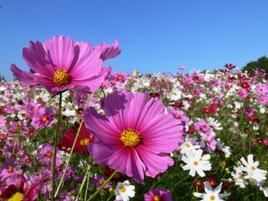 Unkrautmittel und Round up im Garten