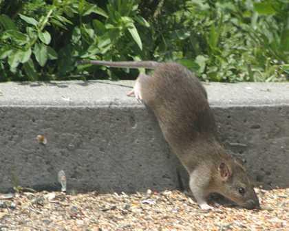 Rattengift zur Ratenbekämpfung im Gartenbereich