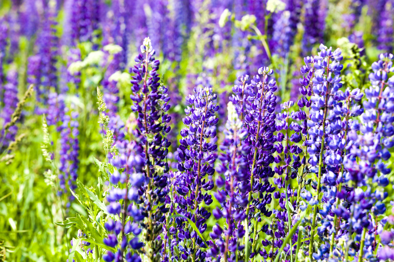 Lupinen als Gründünger und Bienenweide