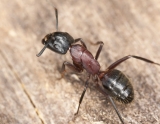 Ameisen im Garten