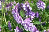 Gründünger Bienenweide zur Gründüngung auch als Blumenwiese