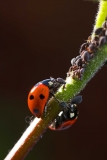 Insektizide gegen Insekten