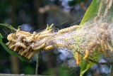 Motten im Garten