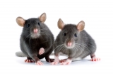 Schädlingsbekämpfung Biozide Rattenköder