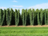 Unkrautvernichter Hopfen