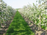 Unkrautvernichter im Obstbau im Getreide für die Landwirtschaft