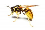 Wespen bekämpfen - Mittel gegen Wespen