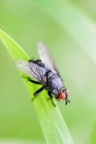 Fliegen bekämpfen, Stallfliegen, Stubenfliegen, Schmeißfliegen