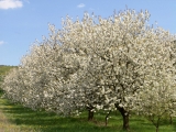 Fungizide im Obstbau sichern den Ertrag