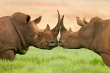 Eisendünger als Moosverdränger, Moosvernichter gegen Moos in Rasen und Garten