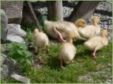 Stallhygiene bei Gänsen, Enten und Wassergeflügel