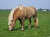 Stallhygiene und Desinfektion bei Pferden
