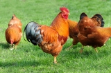 Schädlingsbekämpfung bei Tierhaltung für Tiergesundheit - Stallhygiene für Hühner, Tauben, Küken