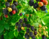 Unkrautvernichter Beerenobst - Herbizide gegen Unkraut in Erdbeeren und andere