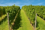 Unkrautvernichter, Herbizide im Weinbau - Pflanzenschutz
