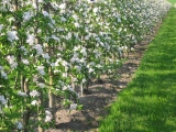 Wachstumsregler, Camposan Regalis Regulex und andere Wachstumsregler und Wachstumsregulatoren für Ackerbau und Obstbau