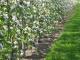 Wachstumsregler und Wachstumsregulatoren für Ackerbau und Obstbau