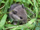 Rattenarten und Mäusearten erkennen 