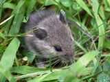 Den Maulwurf vertreiben, Wühlmause, Schermaus und Feldmaus bekämpfen