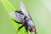 Fliegen bekämpfen im Garten