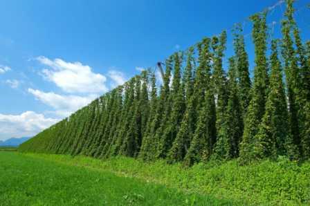 Insektizide im Hopfen