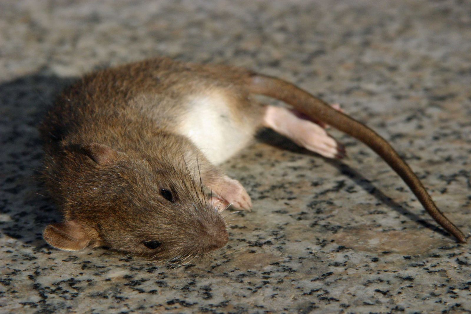Rattengift als Köderblock in der Köderbox