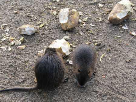 Ratten im Haus und Garten können zur Plage werden also Ratten bekämpfen
