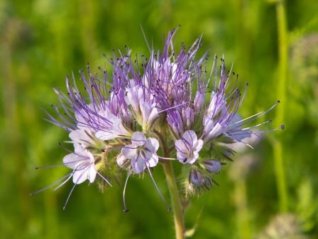 Phacelia Saatgut und Samen als Zwischenfrucht und Gründünger für Bienenweide