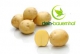 Pflanzkartoffel Satina als Saatkartoffel bestellen